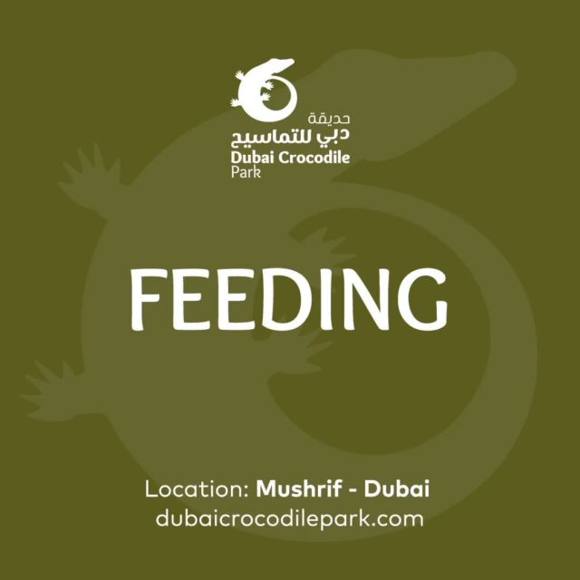 Crocodile feeding 4 times a week:

Thursday — Friday — Saturday—Sunday at 17:30

Join us for jaw snapping fun!🐊

#crocodilefeeding #dubaicrocodilepark #dubai #visitdubai #dubaiattractions