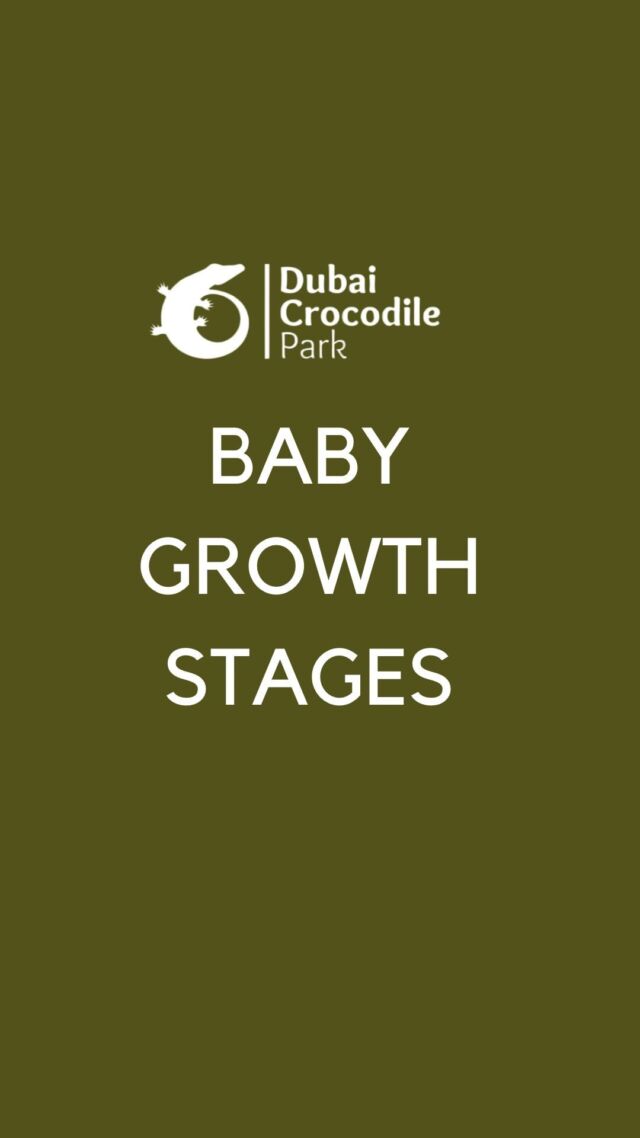 Baby crocodile growth stages 🥰♥️🐊

#babycrocodile #dubaicrocodilepark #reptile #dubai #mydubai #crocodile #mydxb #exploredubai