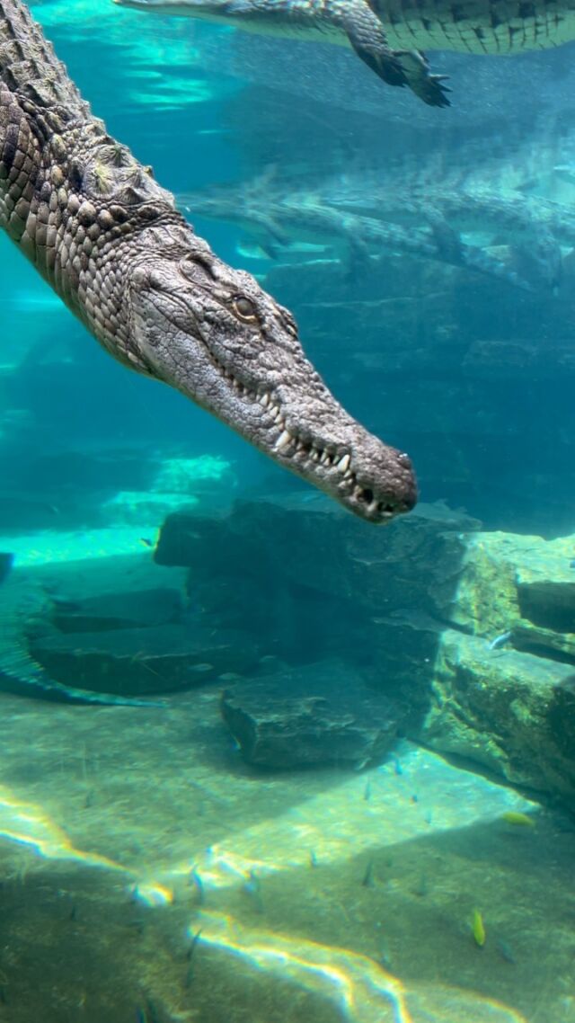 There’s always something to see if you look 🐊

#dubaicrocodilepark #dubai #dubaiholiday #eidweekend #fun #sun #familyfun #eidbreak #schoolholidays