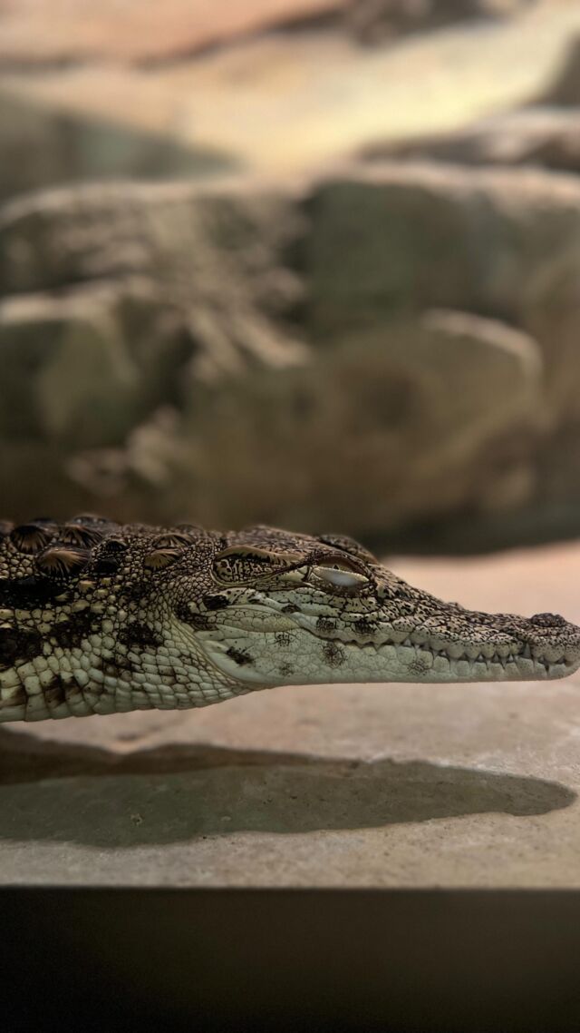 Baby nap time balancing mid water 🥰 doesn’t even wake up to take a breath, cutie pie 🐊

#baby #babycrocodile #naptime #apnea #breathhold #reptile #reptiles #reptilesofinstagram #reptilelover #hatchling #nap