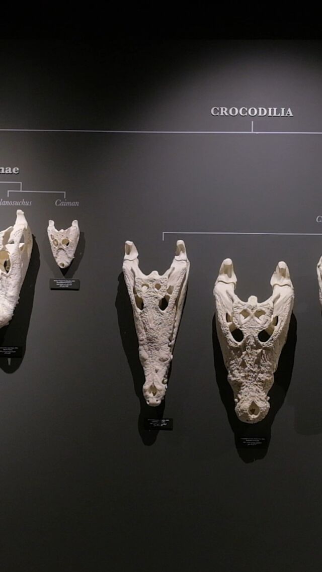Explore the Crocodile Museum at Dubai Crocodile Park and learn about these fascinating creatures. From their history to their behavior, you'll be amazed at what you discover.

This is one experience you won't want to miss!

#dubaicrocodilepark #crocodile #dubai #animals #nature #dubaitourism #touristdestination #dubaitravel #dubailife #wildlife