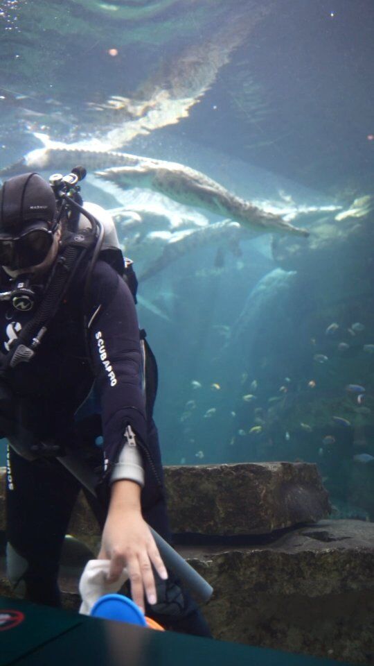 The Crocs and Zoo Technical team at Dubai Crocodile Park continually learn from each other! 

Since the arrival of our 60 juveniles, the team has had to rise to an incredible challenge : Desensitising them to having someone dive in their environment in an unusual cage-less scenario through mutual respect and understanding.

Twice a week our Exhibit Curator Tarryn Abrahams cleans our one of kind 500,000 liter crocodile aquarium working closely with the Head curator, Marc Gansuana, who observes their behaviour and manages the process with the rest of the croc team. After each dive a debriefing is held to discuss the animals’ behaviour and how the team can improve such an innovative relationship. It has been a very exciting an insightful journey thus far!

#dubaicrocodilepark #crocodile #visitdubai #dubailife  #dubailifestyle #mydubai #traveldubai #dubaigram  #dubaidestinations #dubai