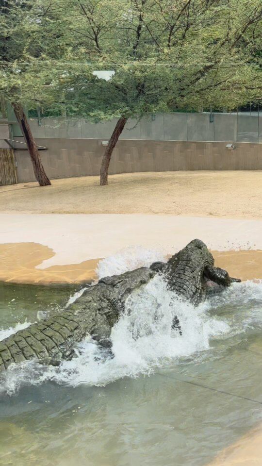 An altercation between male crocodiles as they compete for dominance🐊💥Nature's raw power!

Physical confrontations between male crocodiles are not uncommon, particularly if the territory overlaps or if a female is present. These confrontations can be dangerous and often involve displays of power, such as open-mouth displays, body thrashing, and lashing with their tails. These territorial disputes are typically resolved without causing serious harm, as one of the males will eventually back down or retreat.

#wildlifewarrior #crocodile #alphamale #dubai #visitdubai #dubaicrocodilepark