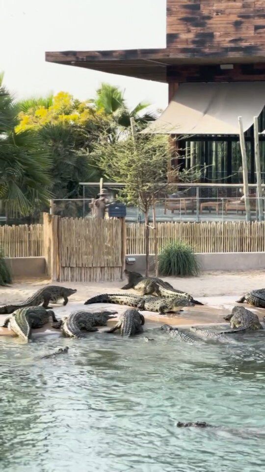 Don't miss this captivating experience every Thursday, Friday, Saturday and Sunday at 18:00! 

Perfect time to take advantage of our Kids Go Free Offer!

2 children under 12 can enter free with every paid adult until August 31st.

#dubaicrocodilepark #crocodile #dubai #animals #dubaidestinations #nature #dubaitourism #touristdestination #dubaitravel #dubailife #wildlife