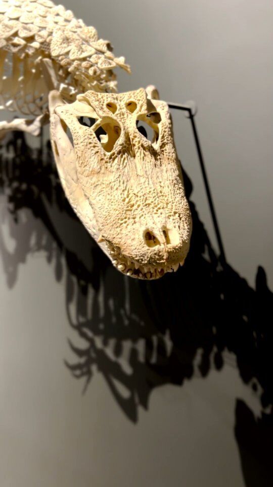Did you know that you can spot differences between crocodile and alligators just by looking at their face?
1.	Crocodiles tend have a more pointed V-shaped snout while alligators have a rounded U-shaped snout.
2.	When a crocodile's mouth is closed, its upper and lower teeth are visible while interlocking whereas only the upper teeth are visible when an alligator's mouth is closed.
3.	The fourth tooth of a crocodile fits into a notch in the skull, alligators do not have this notch.

#dubaicrocodilepark #crocodile #dubai #animals #dubaidestinations #nature #dubaitourism #aligator #touristdestination #dubaitravel #dubailife #wildlife #mydubai