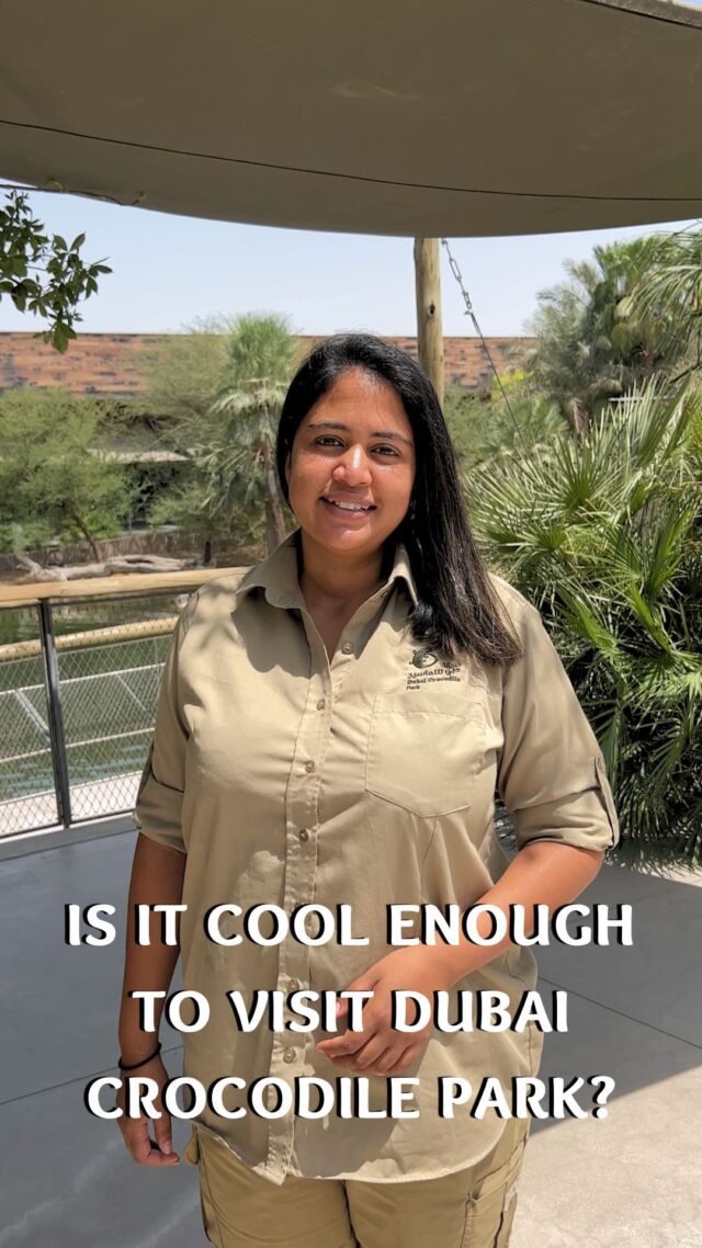 Is it too hot to visit Dubai Crocodile Park?

#dubaicrocodilepark #crocodile dubai destinations #dubaidestinations #zoo reptiles #visitdubai