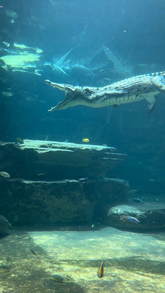 Crocodile Caught in a Watery Sneeze!

Crocodiles do not sneeze underwater in the same way humans do. They have adaptations to prevent water from entering their nasal passages while submerged. When they need to clear their nostrils, they typically expel water forcefully through a quick, upward movement of their head, which is not the same as sneezing. This action helps them maintain their airway and avoid inhaling water while submerged.

#dubaicrocodilepark #dubai #visitdubai #crocodile