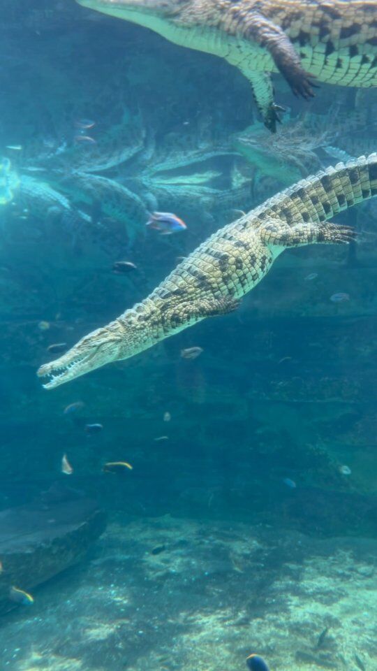Have you ever seen the Masterful Stealth of the Crocodile?
•
•
•
•
•
The stealth of crocodiles is a combination of their physical adaptations, camouflage, patience, and ambush tactics. These traits enable them to blend seamlessly into their environment and surprise their prey, making them one of the most formidable and stealthy predators in aquatic ecosystems.

#dubaicrocodilepark #dubai #visitdubai #crocodile