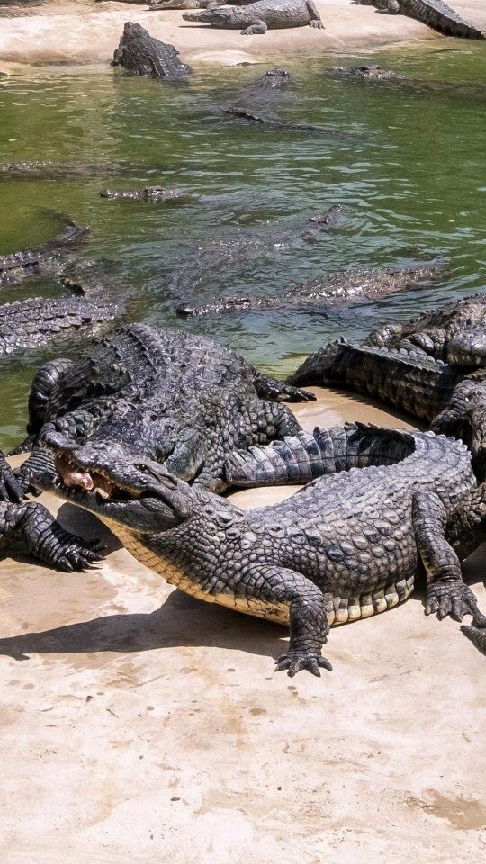 The stomach of a crocodile is highly acidic, which plays a crucial role in the digestion of their prey. This extreme acidity serves several purposes, such as breaking down tough and fibrous tissues of the prey, neutralizing potential pathogens, and aiding in the digestion of bones, hooves horns and fur. This showcases their remarkable adaptation to their carnivorous lifestyle and highlights the complicated relationship between anatomy and diet in the animal kingdom.


#dubaicrocodilepark #crocodile #visitdubai #dubailife  #dubailifestyle #mydubai #traveldubai #dubaigram  #dubaidestinations #dubai