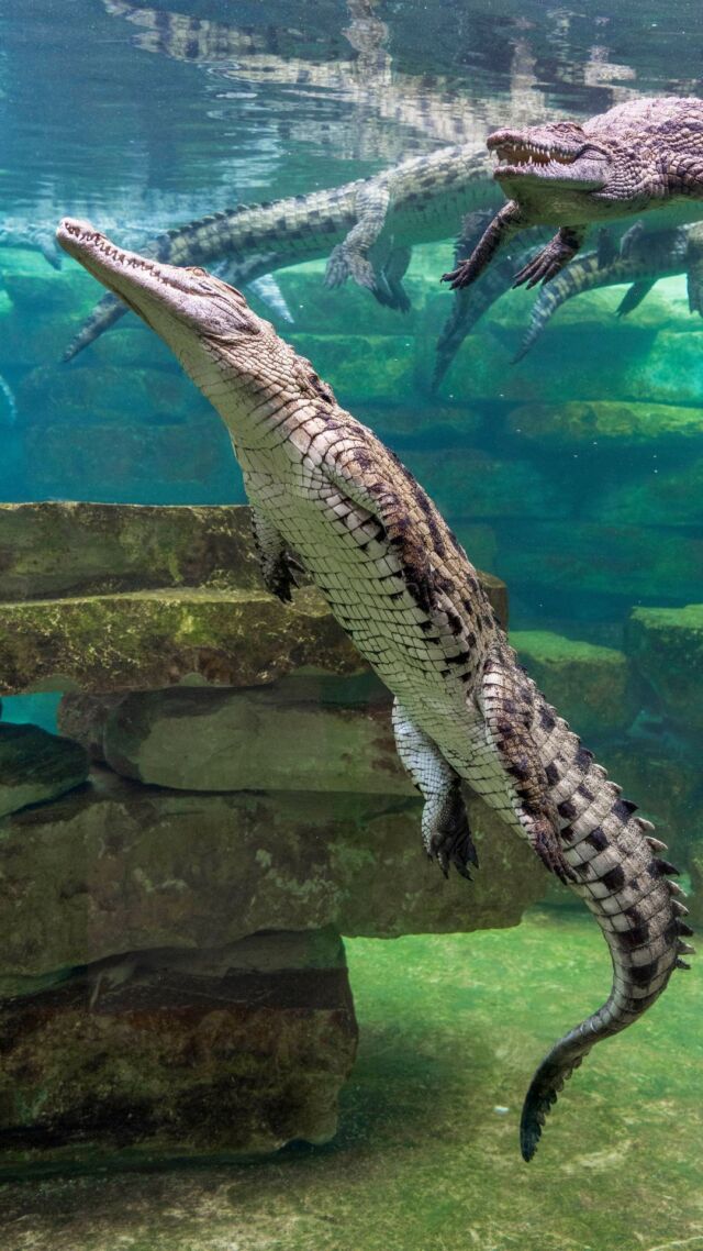 Have you ever seen an African lake before? 
This is your chance to see  one in Dubai!

The whole design of Crocodile Aquarium in our park is based on the African lakes. We wanted to create a habitat that was as close to the Nile crocodile's natural environment as possible. We chose an African lake theme because it allowed us to incorporate many of the features that are important to crocodiles. 

And we hope that our African lake-themed crocodile aquarium will help visitors to learn more about these fascinating creatures and appreciate their importance in the ecosystem.

#DubaiCrocodilePark #AfricanLakeTheme #Crocodiles #Conservation #Education #Dubai