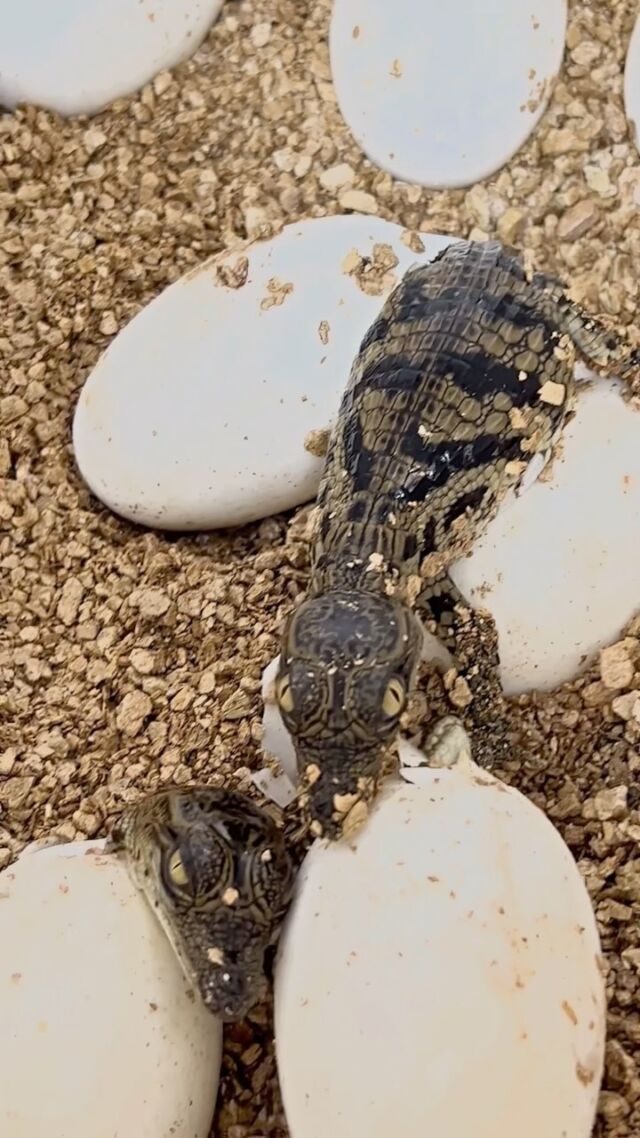 Our newest residents are these cute baby crocodiles! They were born in Dubai and are now calling our crocodile museum their home.

Come visit them to make unforgettable memories.

#Dubaicrocodilepark #Dubai #wildlife #crocodiles #explorepage #MyDubai #reptiles #reels #UnitedArabEmirates #wildlife #animalsofinstagram #VisitDubai #nature #naturelovers #familyfu #thingstodoindubai AE